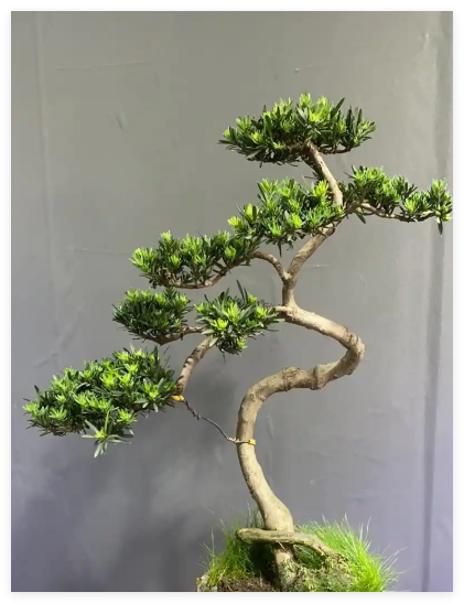 罗汉松 罗汉松